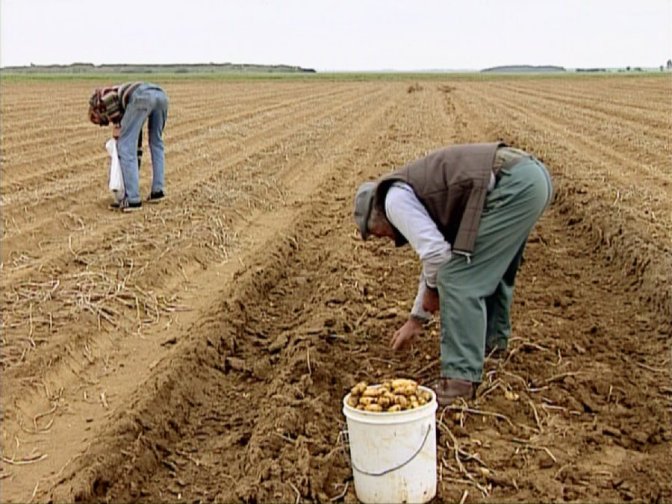 Les Glaneurs et la glaneuse 